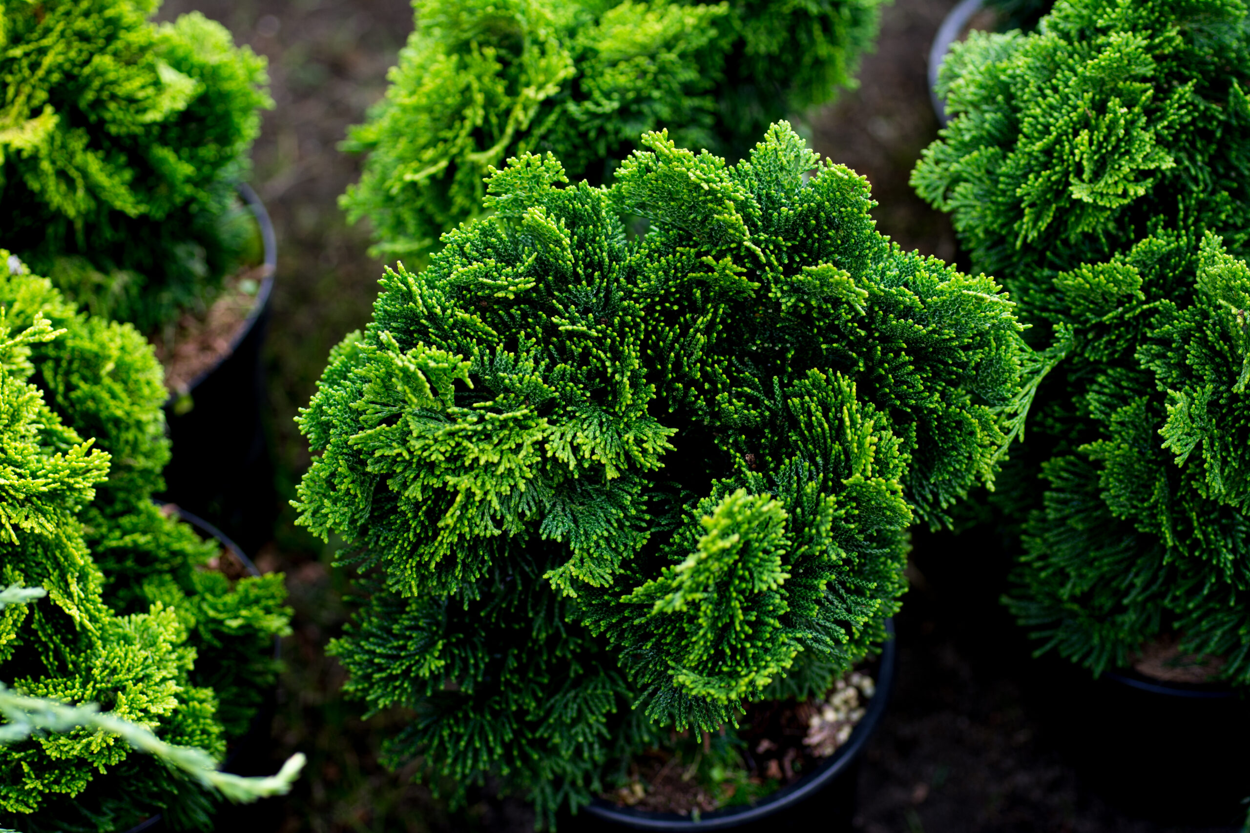 hinoki cypress