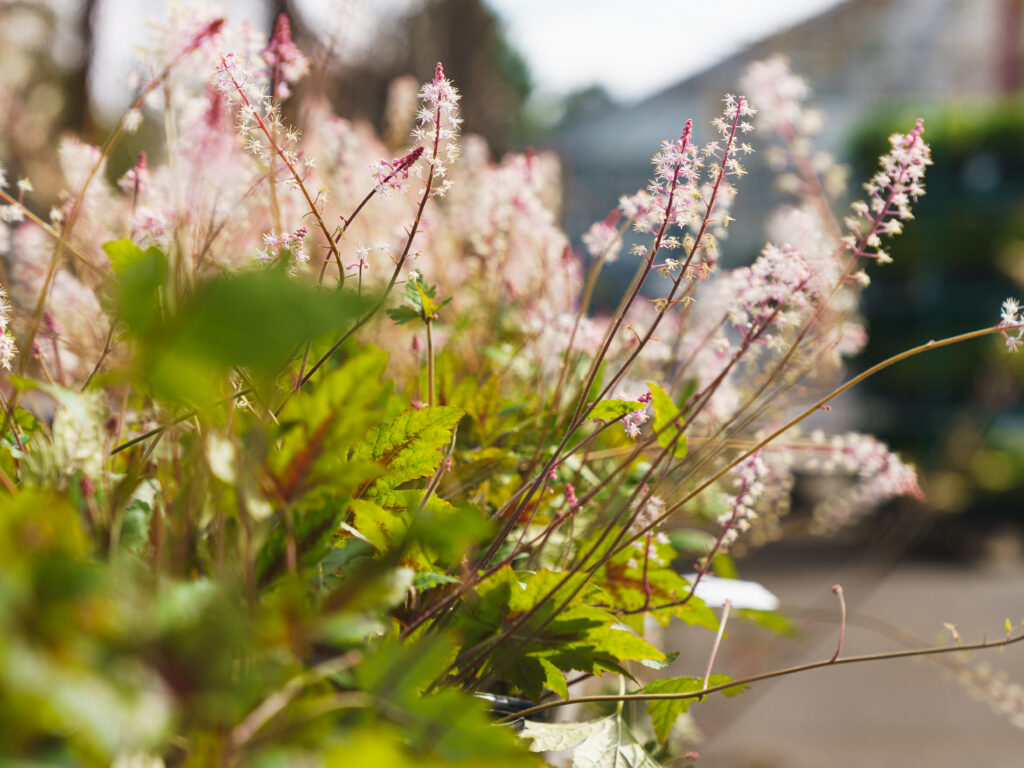 Tiarella