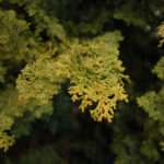 hinoki cypress gracilis