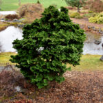 Nana Gracilis hinoki cypress