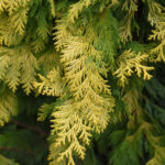 Crippsii hinoki cypress