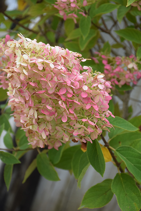 Limelight panicle hydrangea with large conical flower clusters aging from pale green and cream to pink.