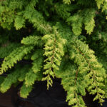 fernspray gold hinoki cypress