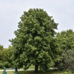 american linden