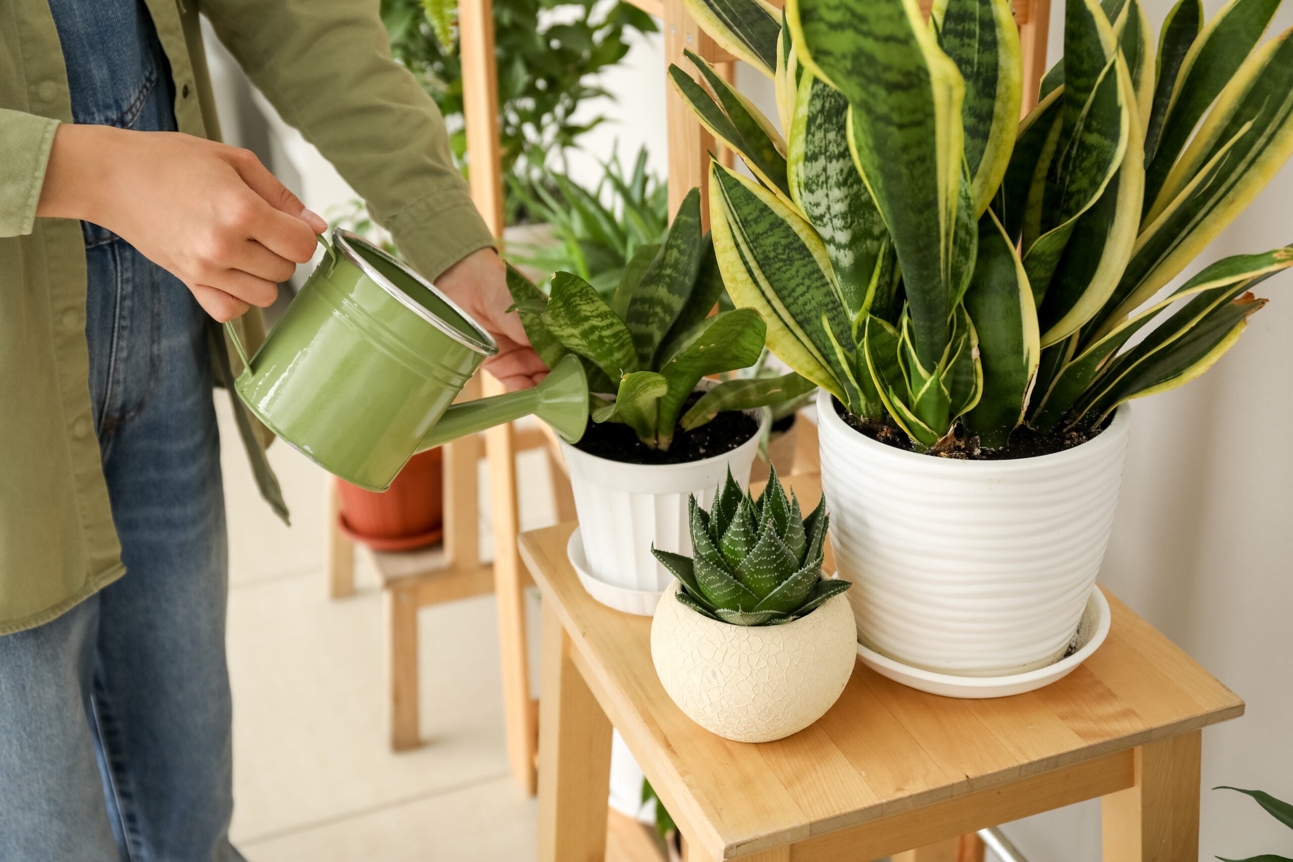 Woman watering houseplant at home