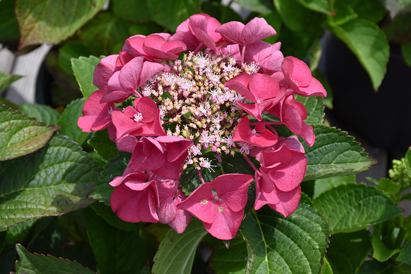 Cherry Explosion lacecap hydrangea with deep pink outer florets surrounding small central flowers.