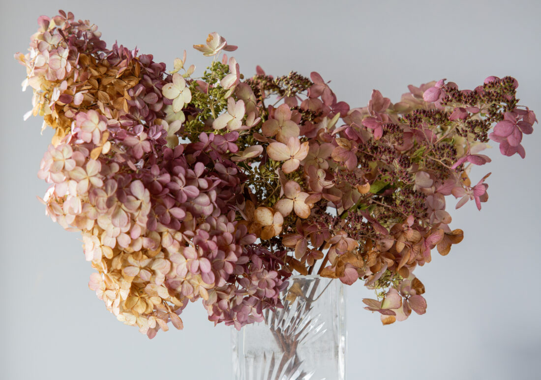 Close-up of dried hydrangea blooms in shades of dusty pink, cream, green, and warm brown.
