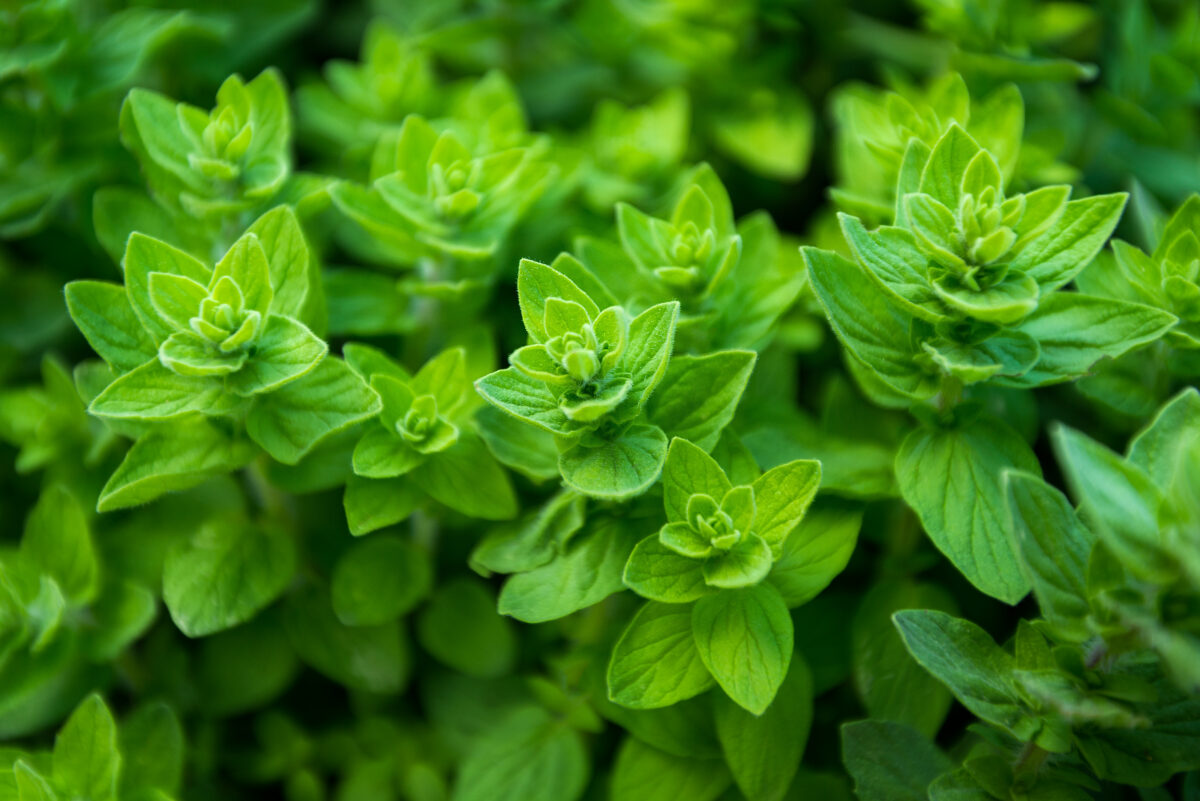 oregano perennial herbs