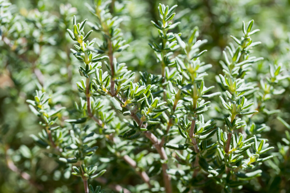 thyme perennial herbs