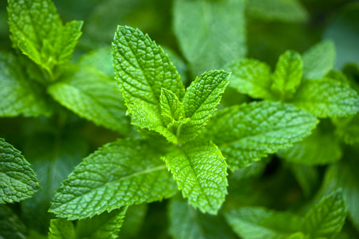 mint perennial herb