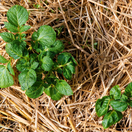 straw hay mulching