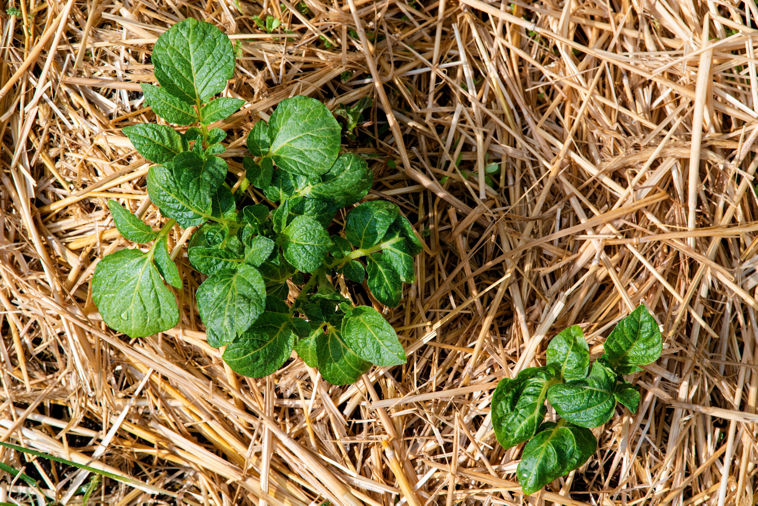 straw hay mulching
