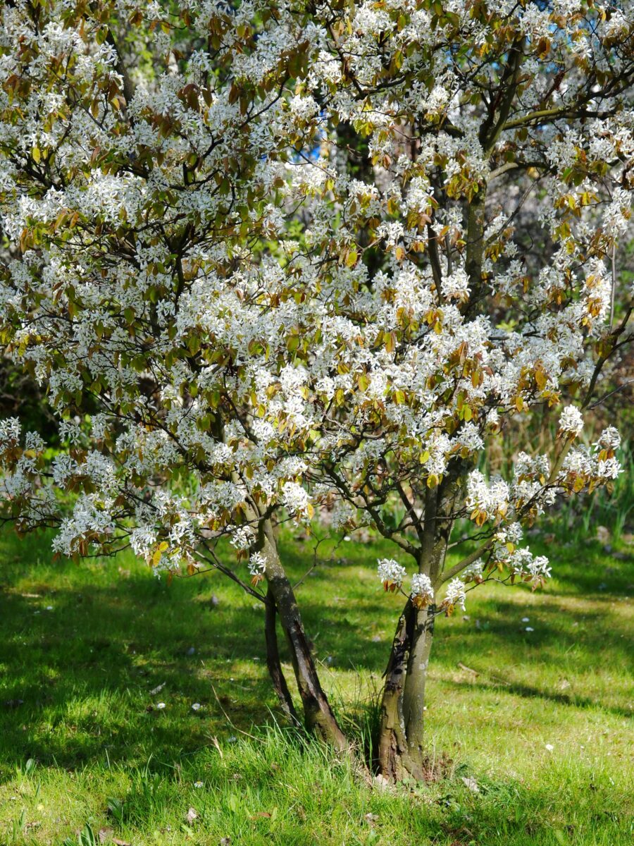 serviceberry