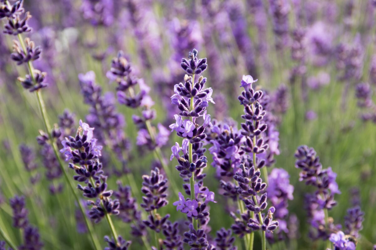 Lavandula angustifolia perennial herbs