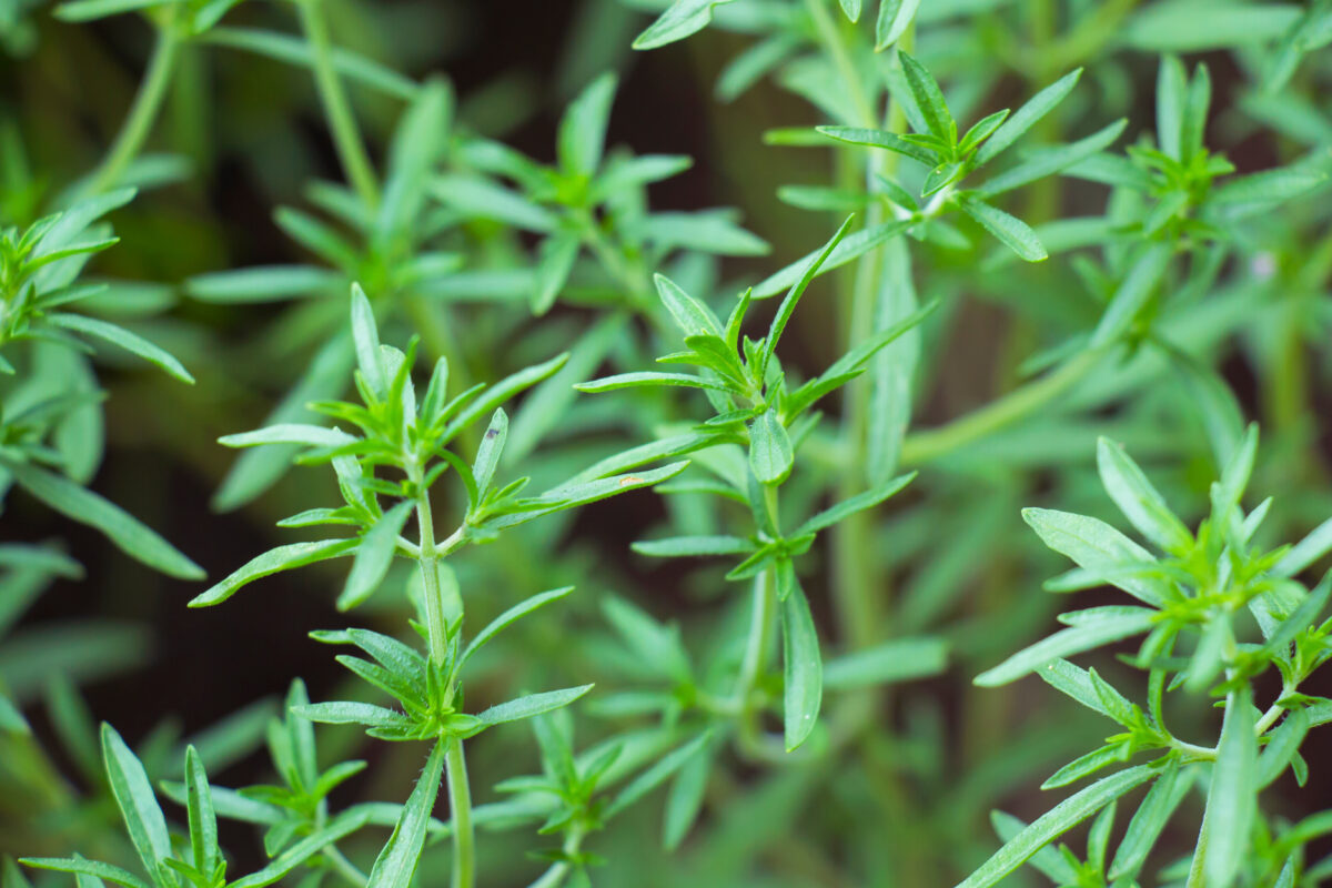 winter savory perennial herbs