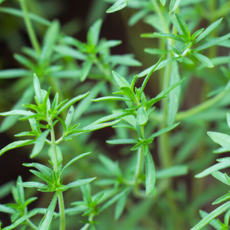 winter savory perennial herbs