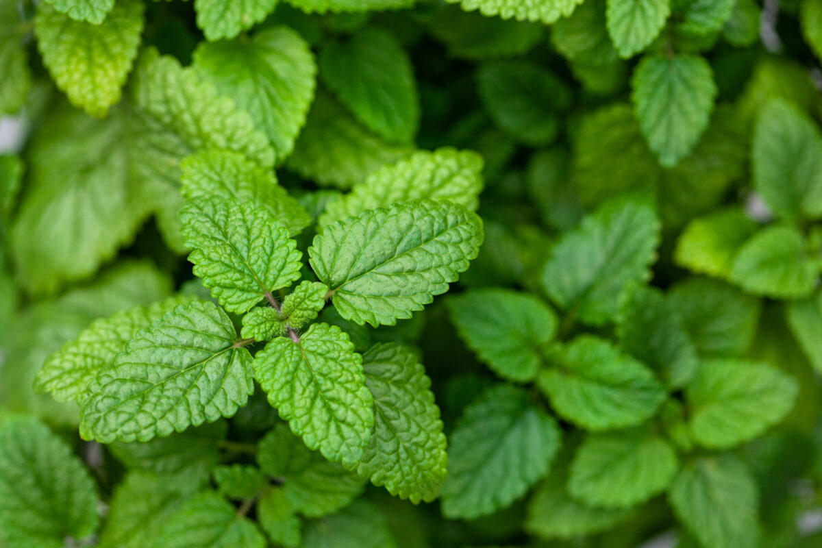 lemon balm perennial herbs