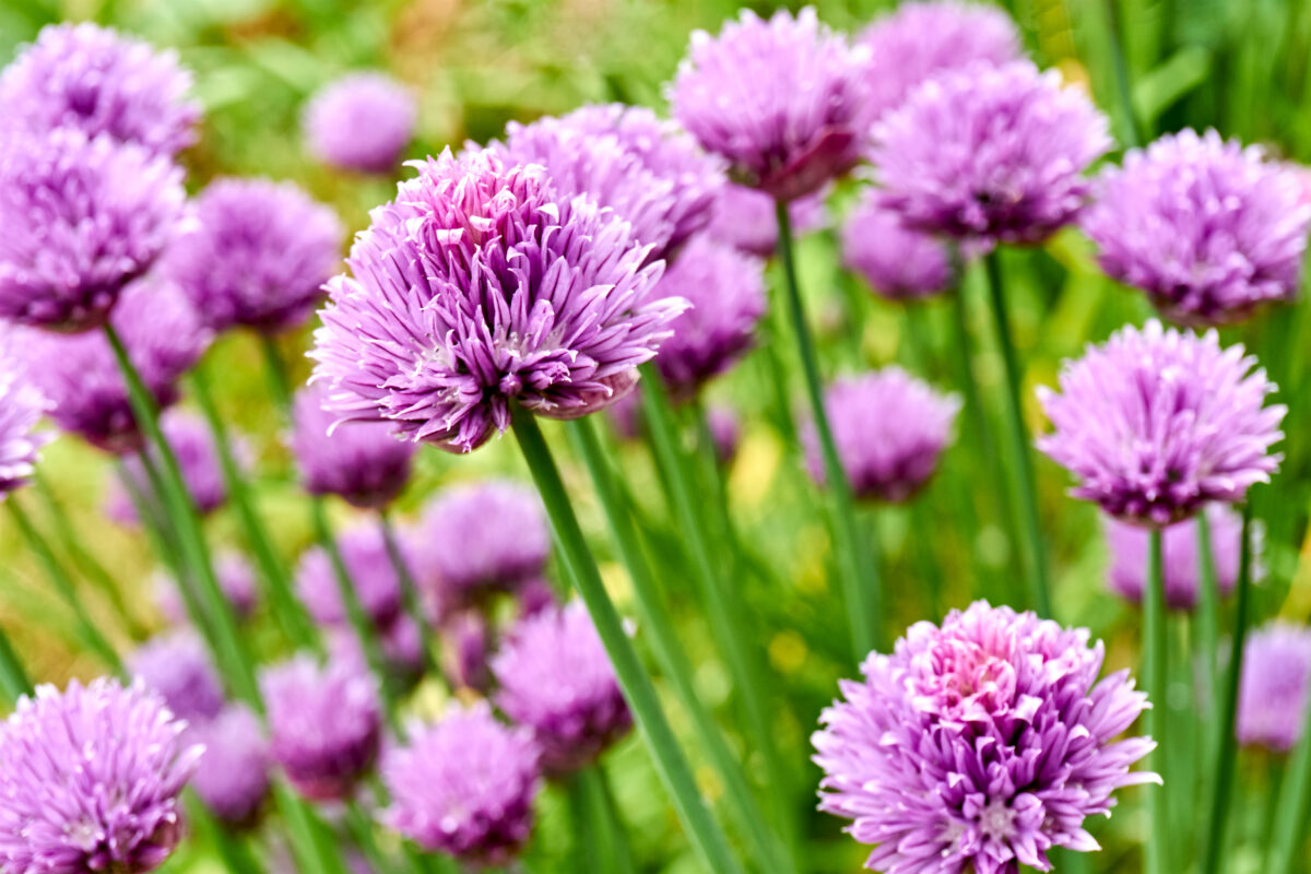 chives