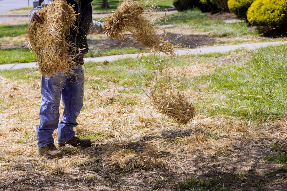 mulching straw hay