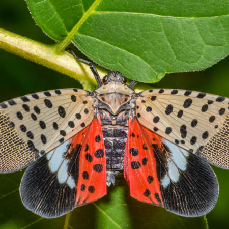 Spotted Lantern Fly on a leaf