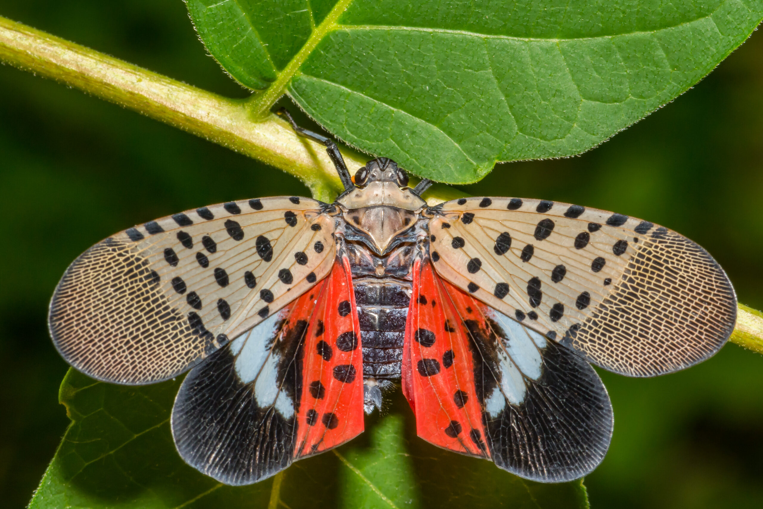 Spotted Lantern Fly on a leaf