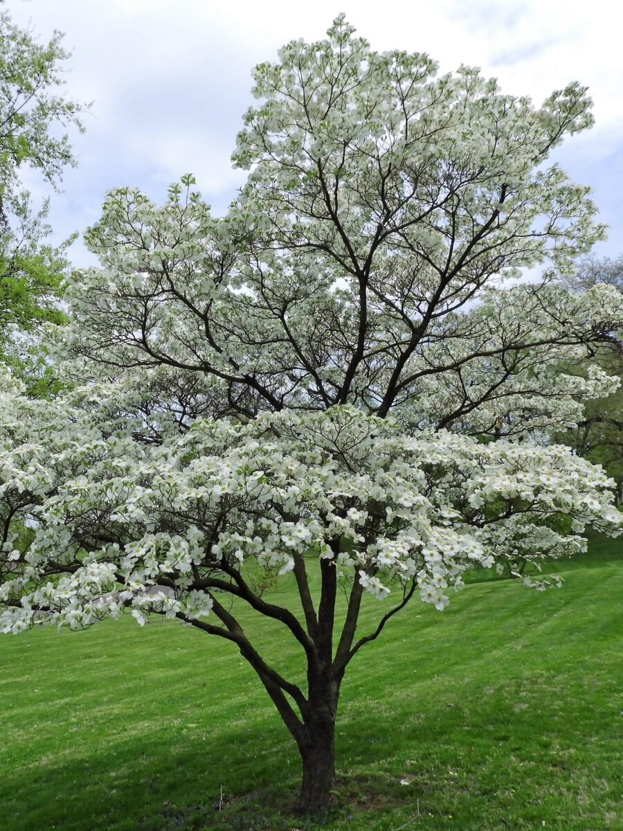 Flowering Dogwood (Cornus florida)
