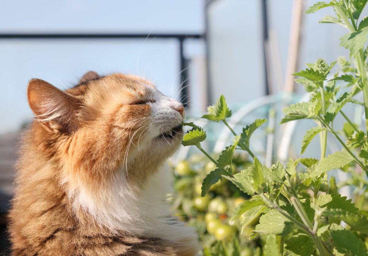 catnip perennial herbs