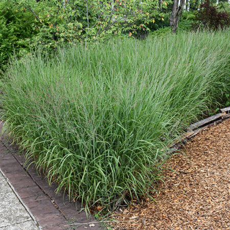 Panicum virgatum 'Shenandoah'