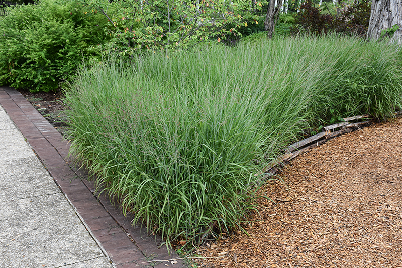 Panicum virgatum 'Shenandoah'