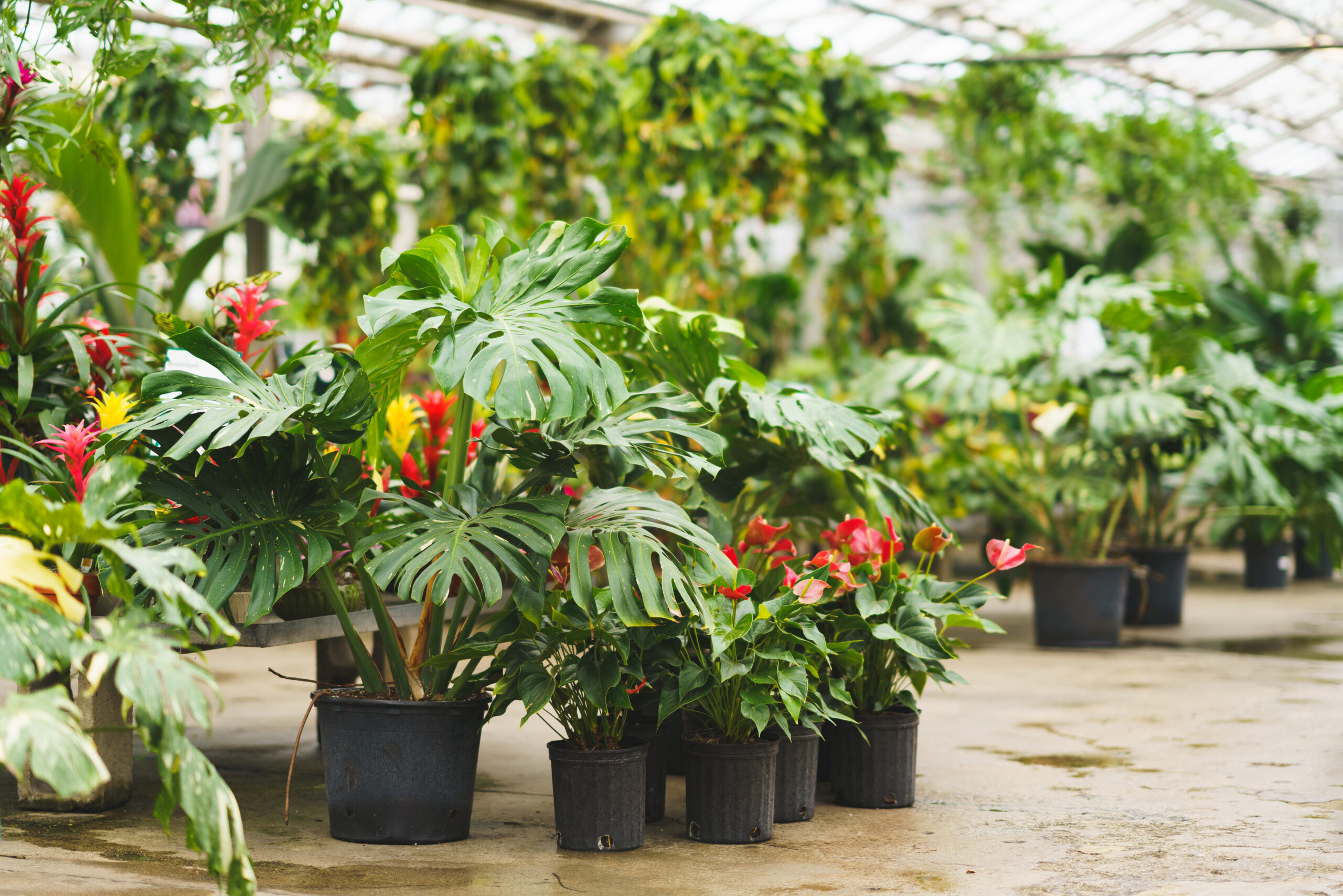 Tropical plants in a garden center greenhouse.
