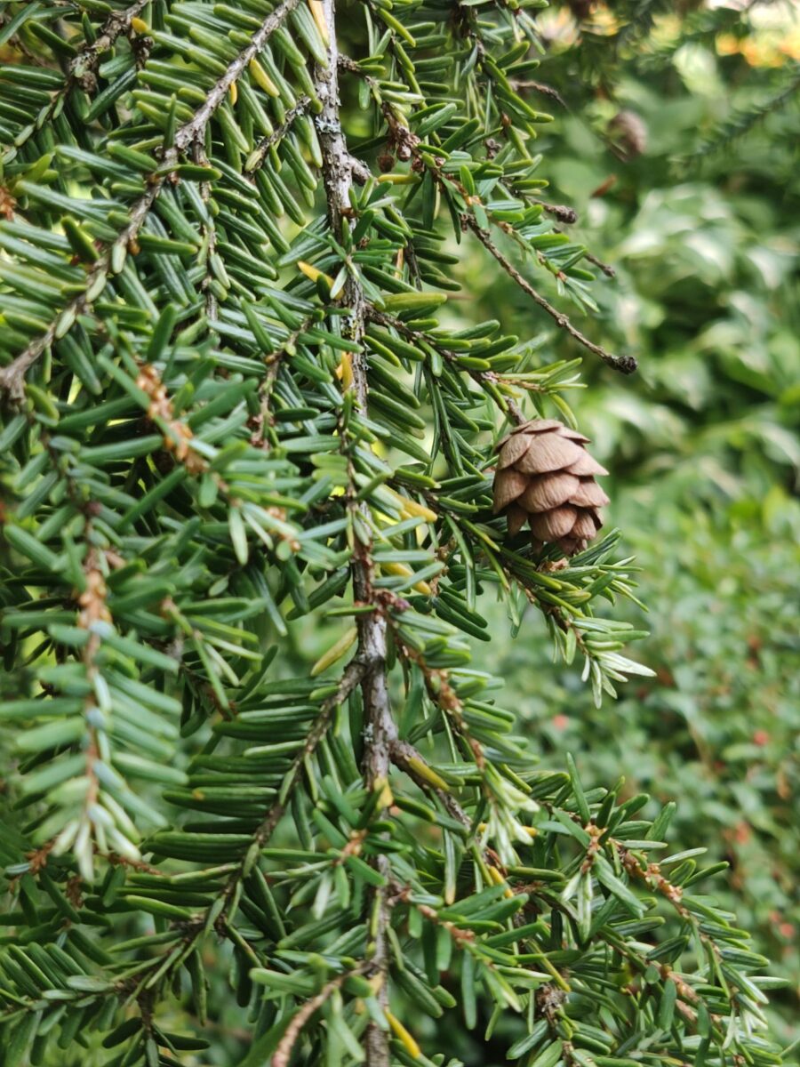 Eastern Hemlock (Tsuga canadensis)