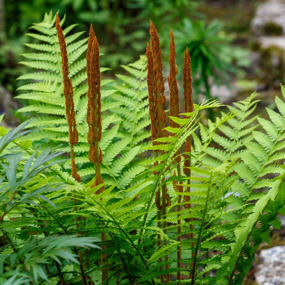 cinnamon fern
