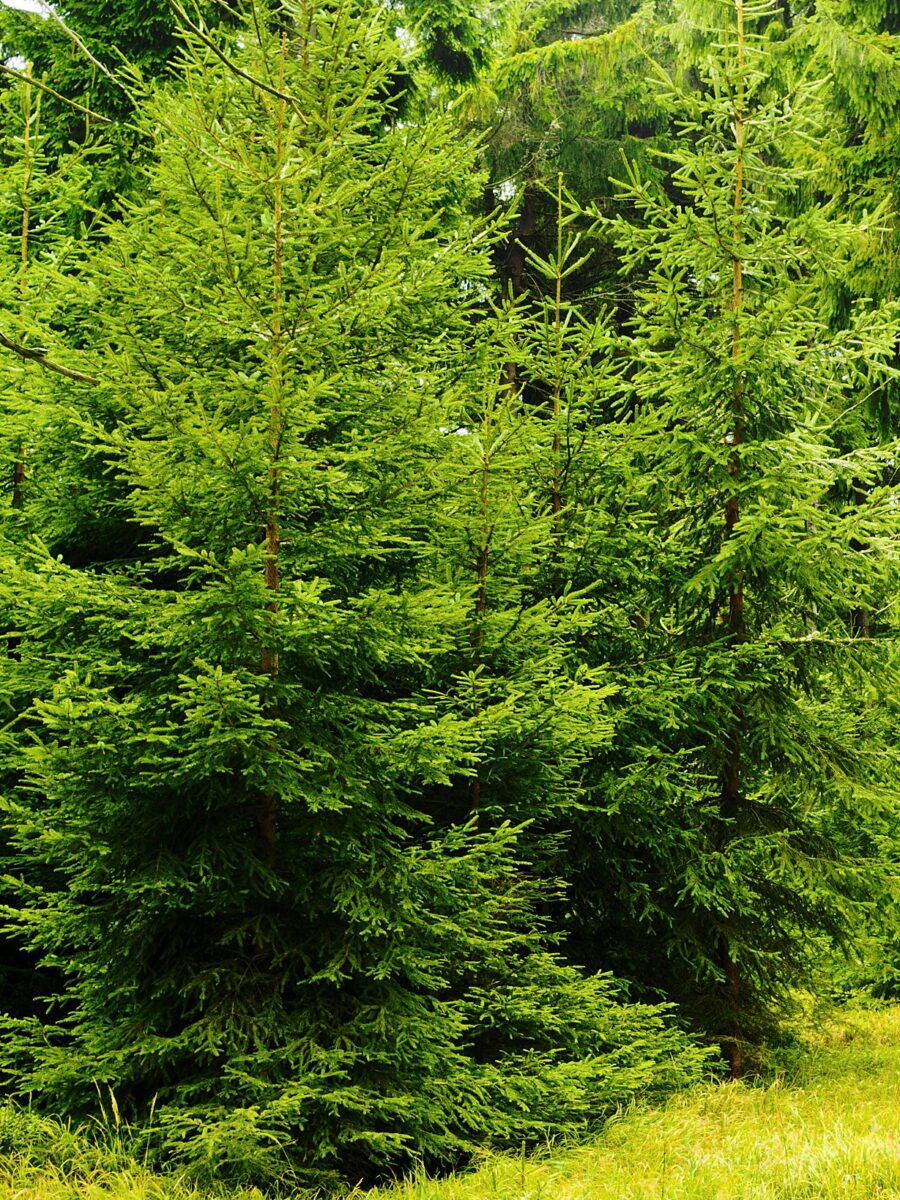 NORWAY SPRUCE