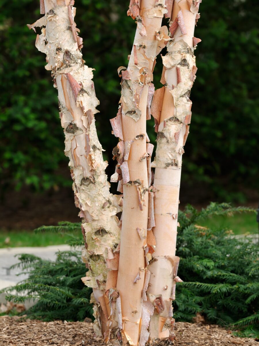 River Birch (Betula nigra)