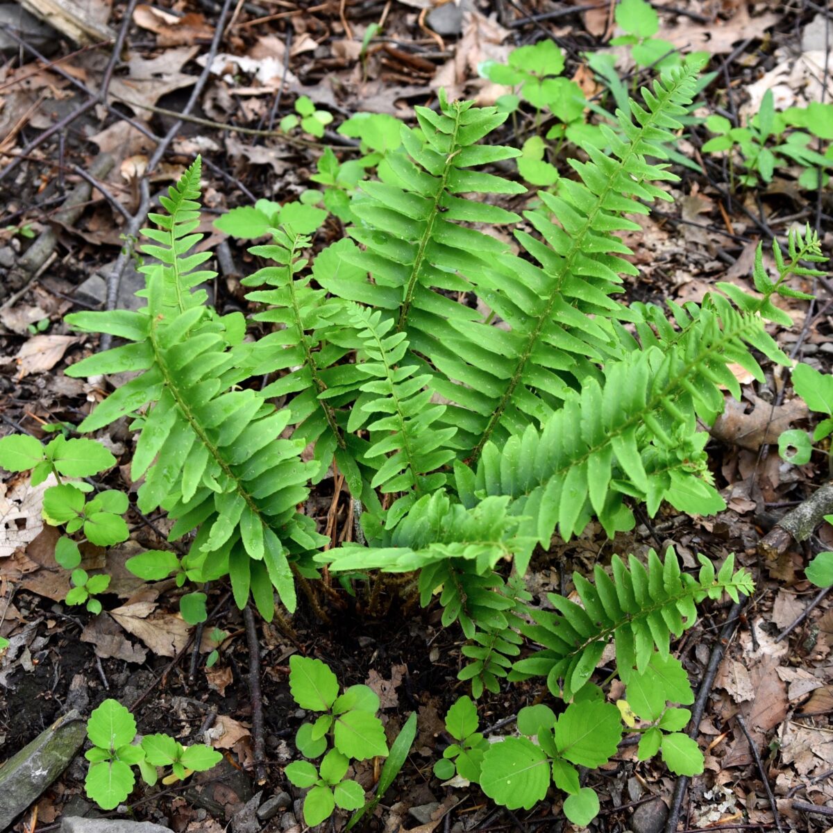 christmas fern