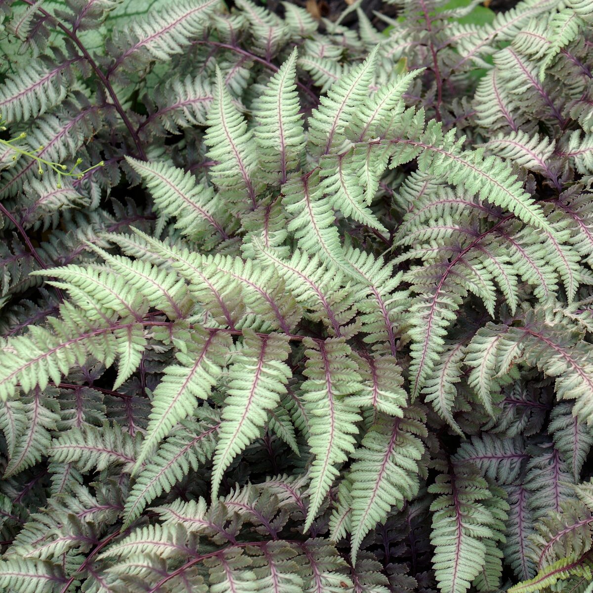 ghost fern