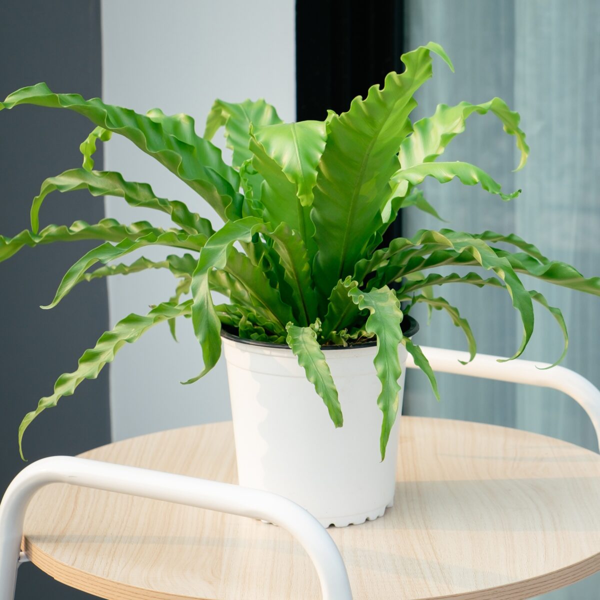 bird's nest fern