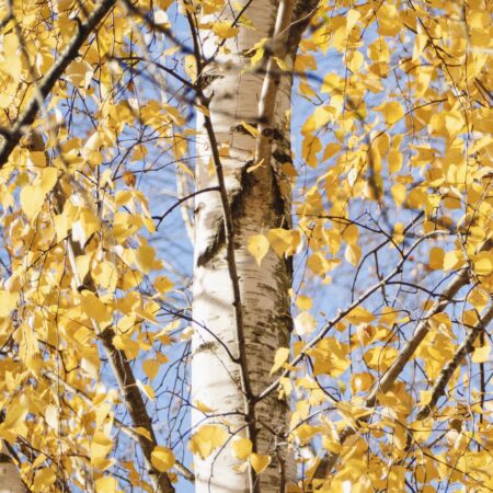 Gray Birch (Betula populifolia)