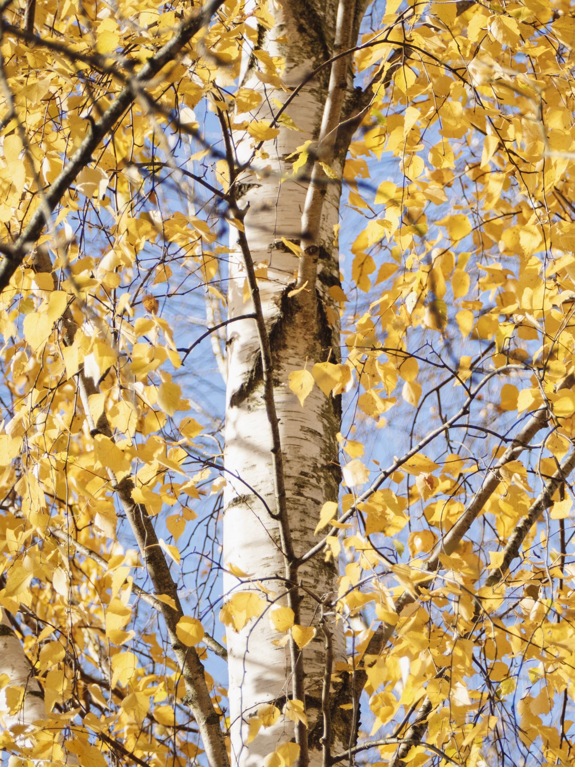 Gray Birch (Betula populifolia)