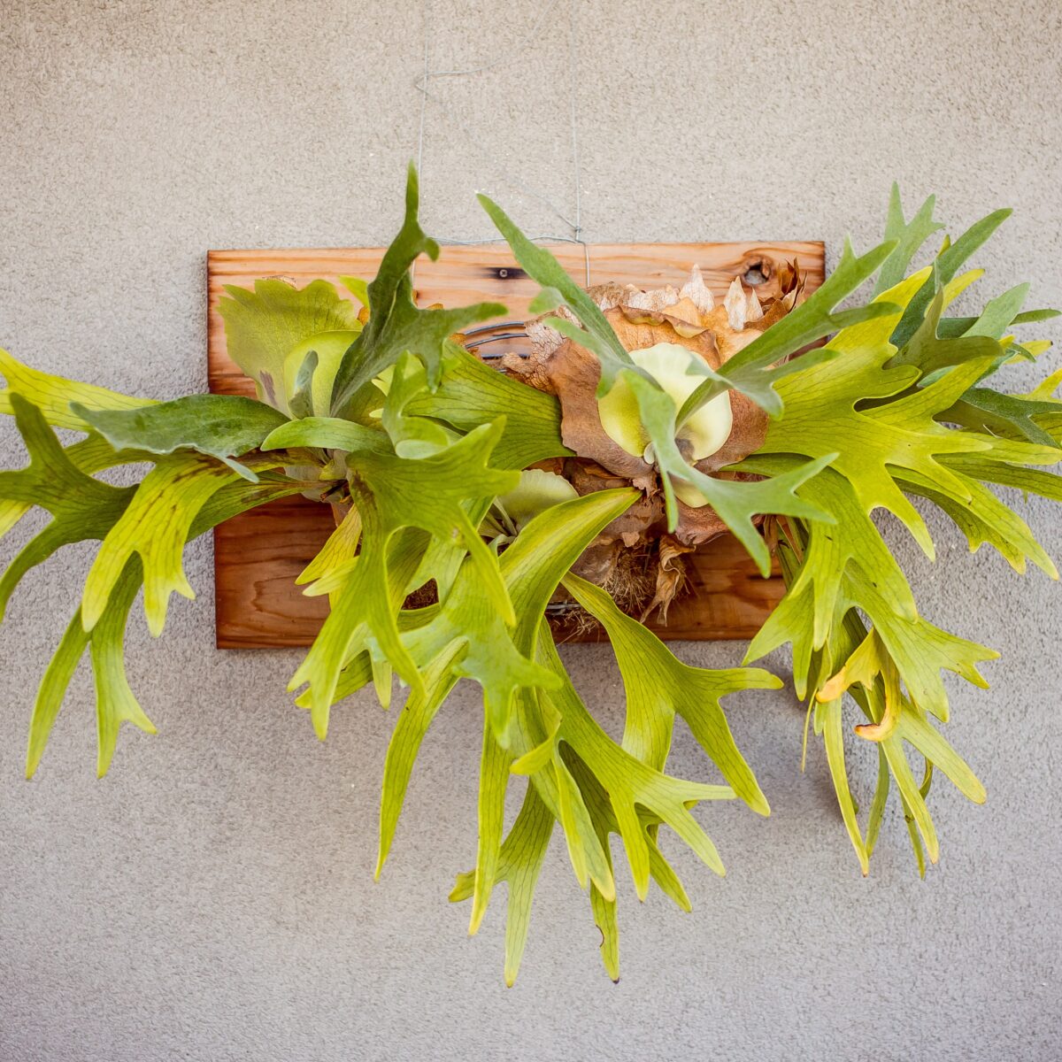 Staghorn fern