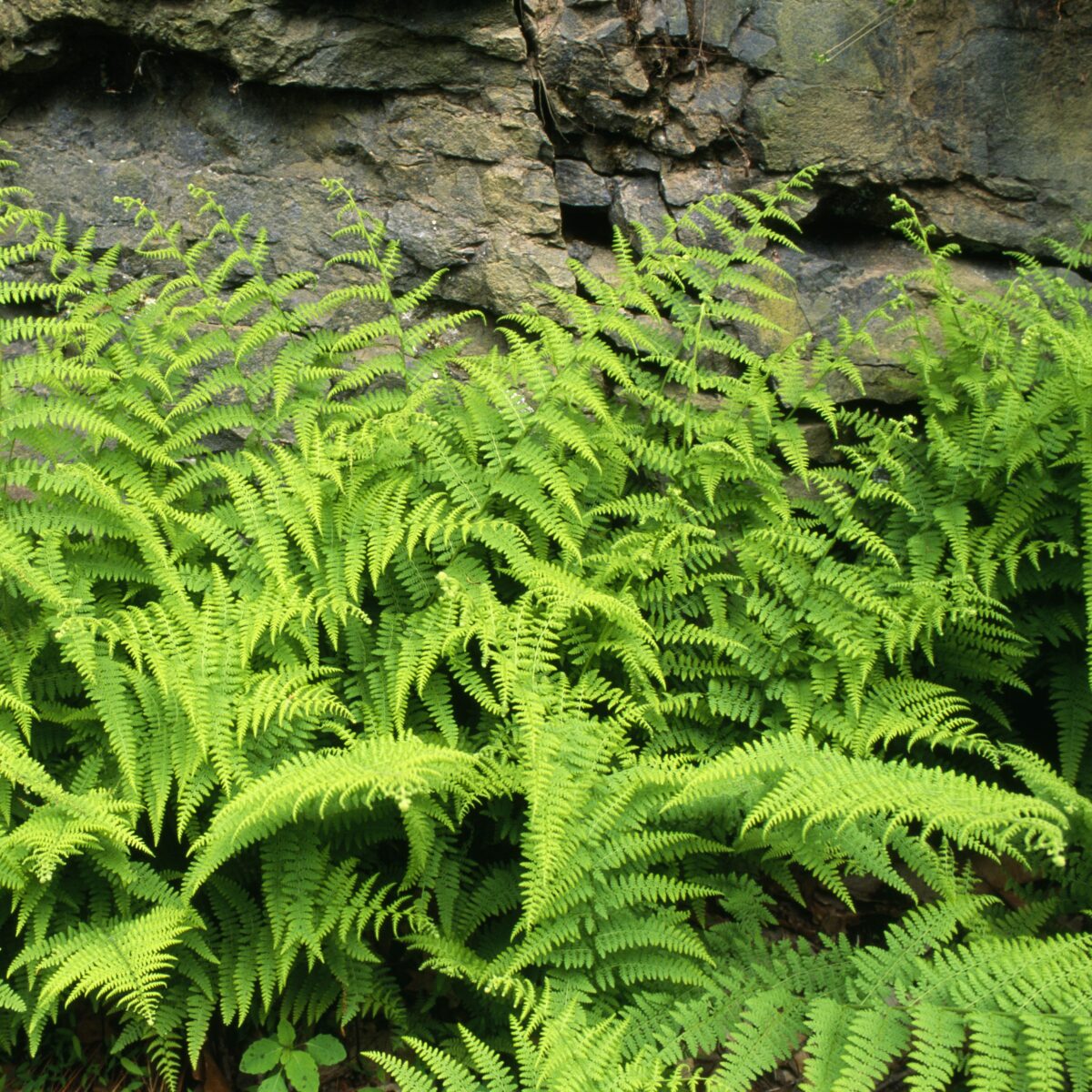 hay scented fern