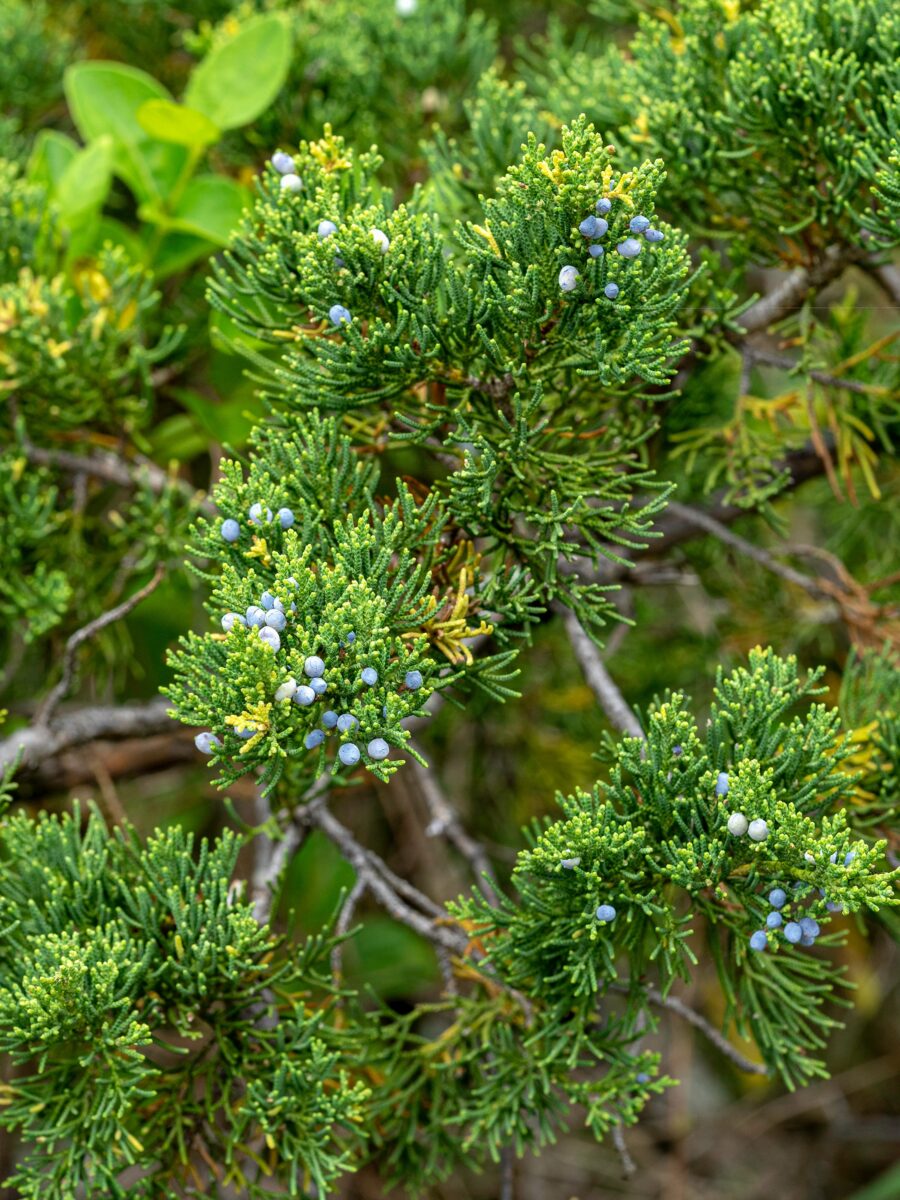Eastern Red Cedar (Juniperus virginiana)