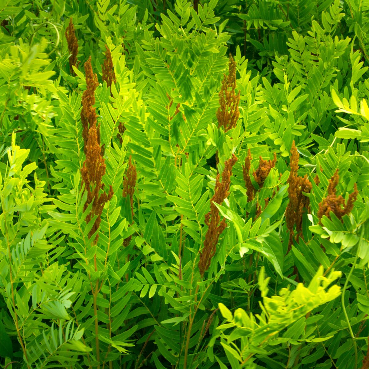 royal fern