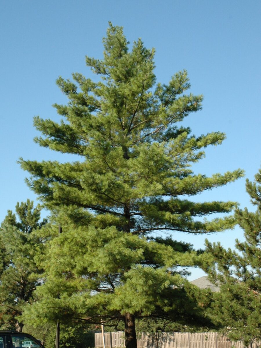 Eastern White Pine (Pinus strobus)
