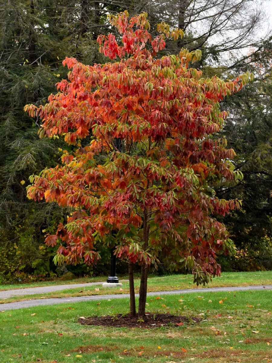 Sassafras (Sassafras albidum)