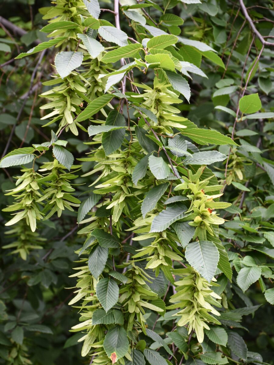 American Hornbeam (Carpinus caroliniana)