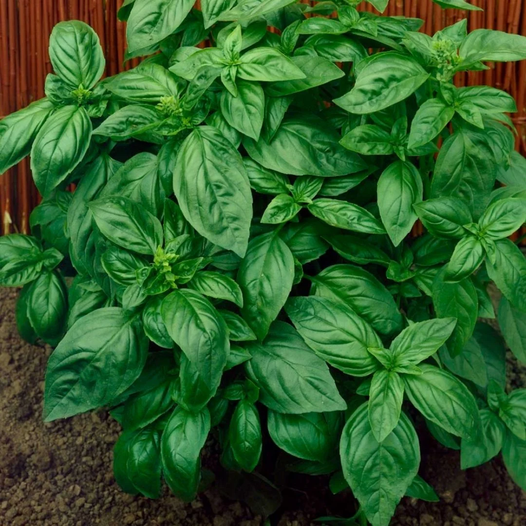 genovese basil