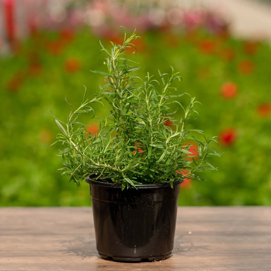 rosemary