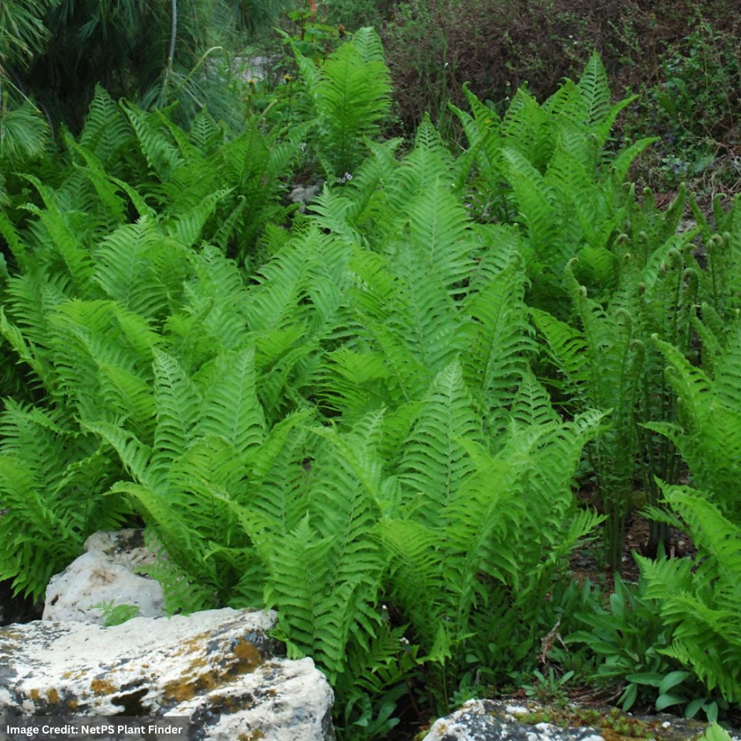 Ostrich fern