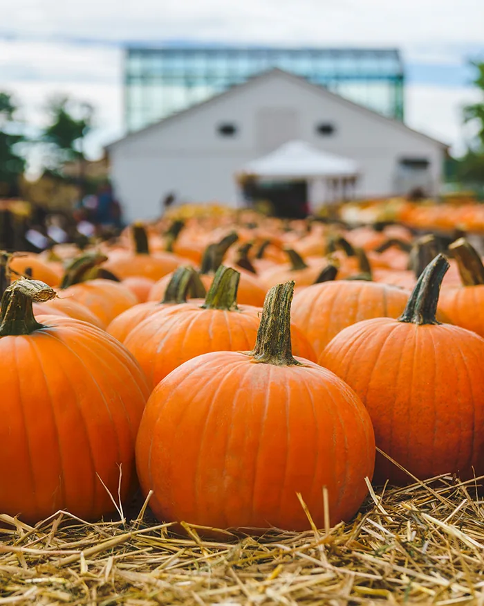 Rows of orange carving pumpkins on straw outside a Mahoney's garden center